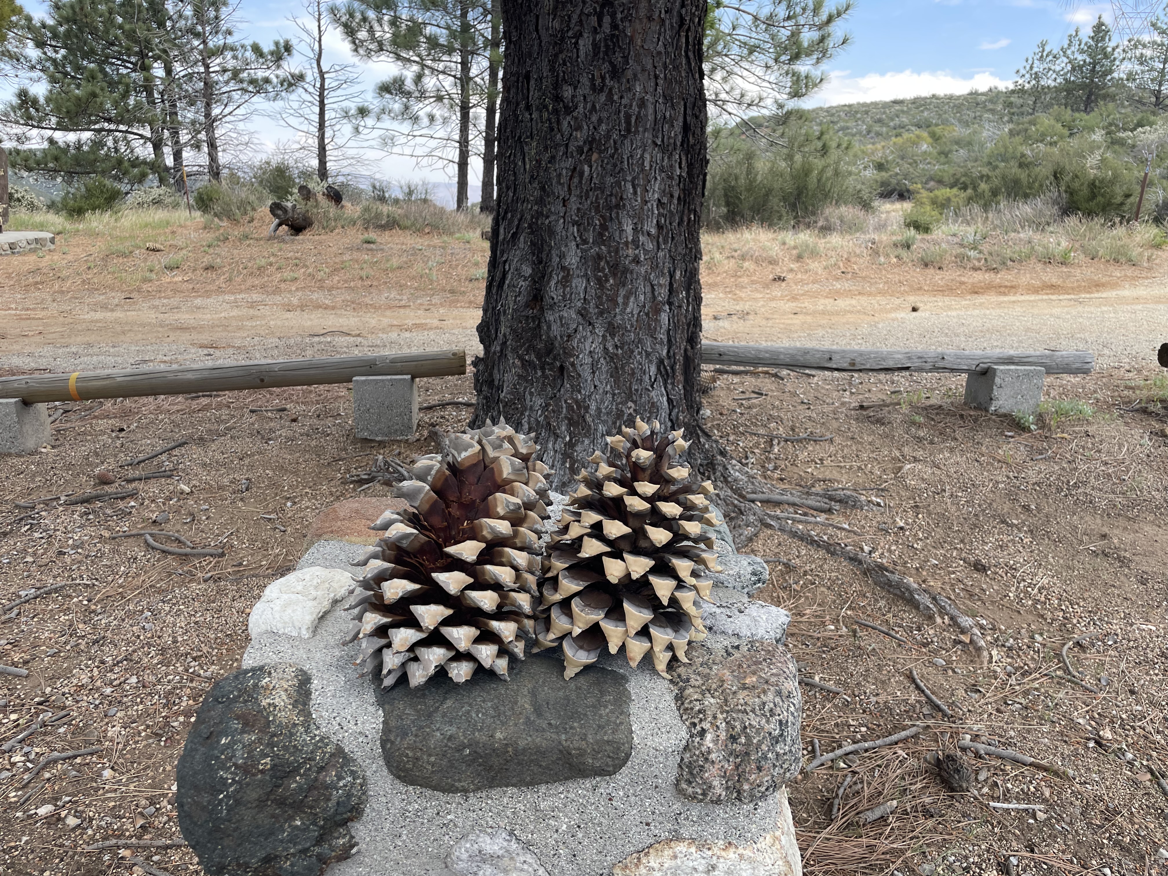 pinecone